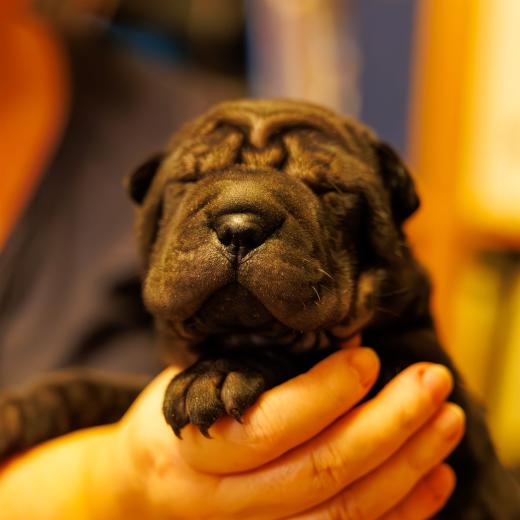 2025-01-26-22-05-52-EOS R6m2-1778-Verbessert-RR