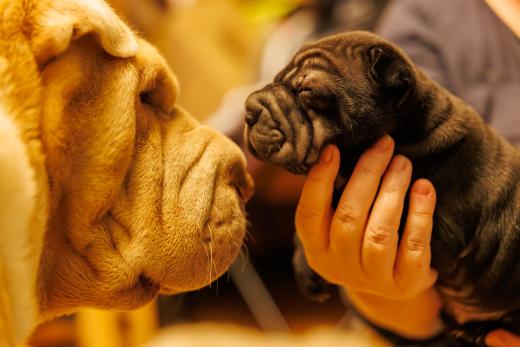 2025-01-26-22-06-36-EOS R6m2-1794-Verbessert-RR