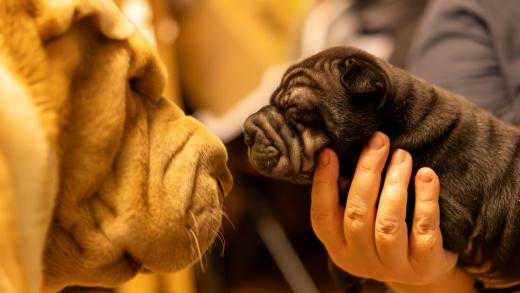 2025-01-26-22-06-40-EOS R6m2-1804-Verbessert-RR