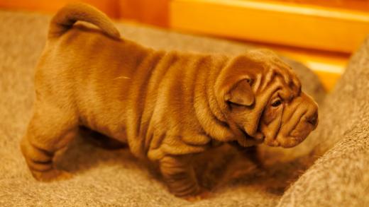 2025-01-26-22-12-22-EOS R6m2-1812-Verbessert-RR