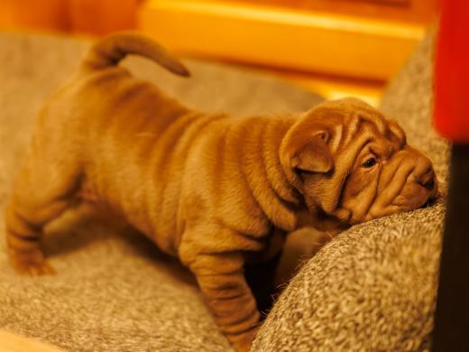 2025-01-26-22-12-24-EOS R6m2-1817-Verbessert-RR