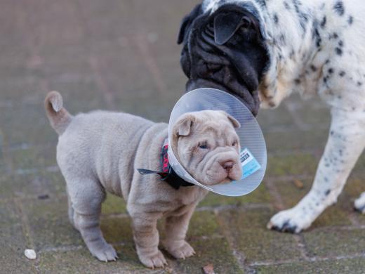 2025-02-02-10-47-49-EOS R6m2-5816-Verbessert-RR