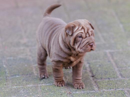 2025-02-02-10-47-56-EOS R6m2-5823-Verbessert-RR