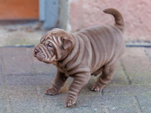 2025-02-02-10-47-58-EOS R6m2-5829-Verbessert-RR