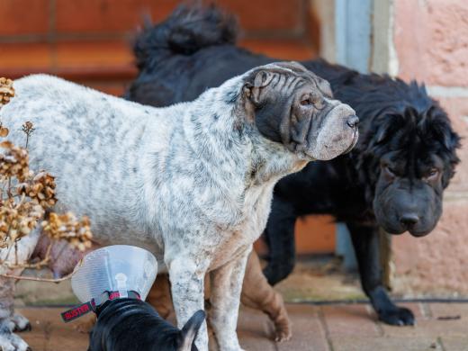 2025-02-02-10-48-55-EOS R6m2-5833-Verbessert-RR