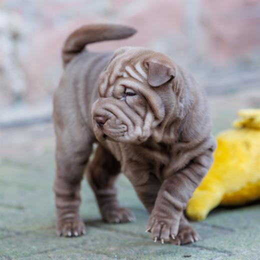 2025-02-08-10-12-07-EOS R6m2-5894-Verbessert-RR