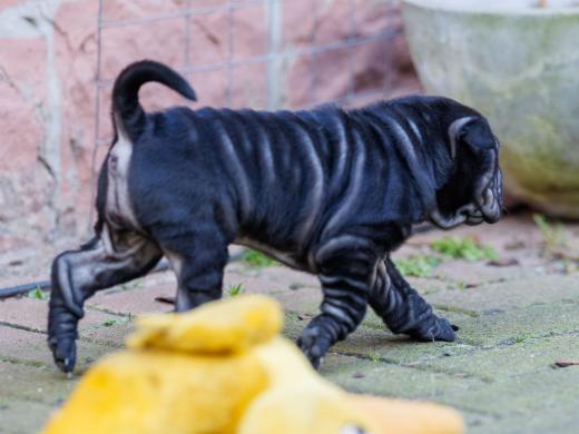 2025-02-08-10-12-11-EOS R6m2-5897-Verbessert-RR