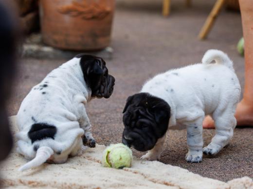 2025-07-11-16-48-14-EOS R6m2-6505