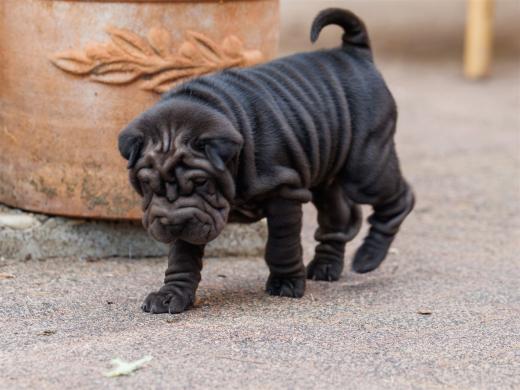 2025-07-11-16-49-42-EOS R6m2-6517