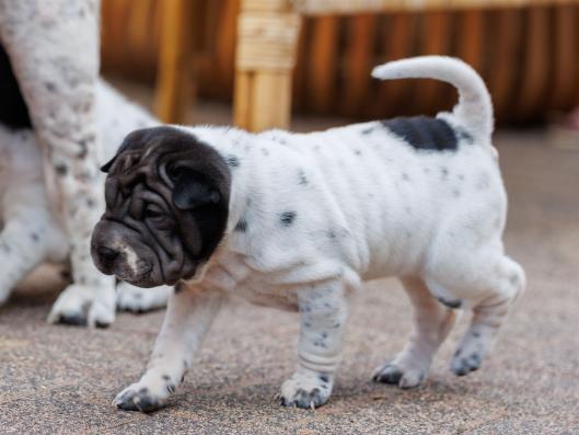 2025-07-11-16-49-54-EOS R6m2-6520