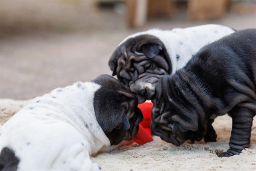 2025-07-11-16-50-08-EOS R6m2-6527