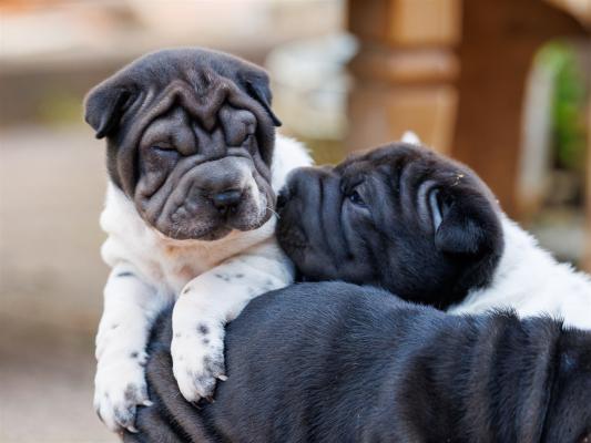 2025-07-11-16-50-46-EOS R6m2-6545