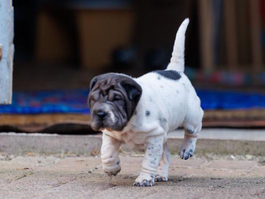 2025-07-11-16-53-25-EOS R6m2-6573