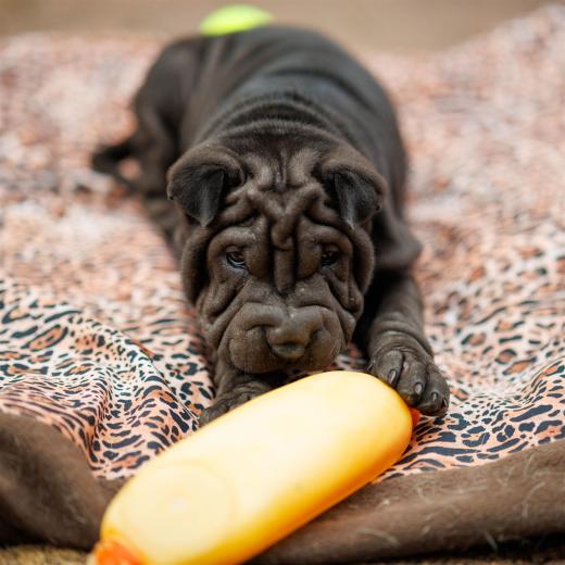 2025-08-03-19-10-26-EOS R6m2-6728