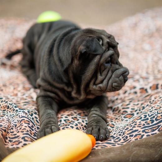 2025-08-03-19-10-34-EOS R6m2-6736