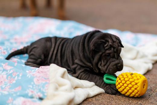 2025-08-03-20-36-18-EOS R6m2-6807