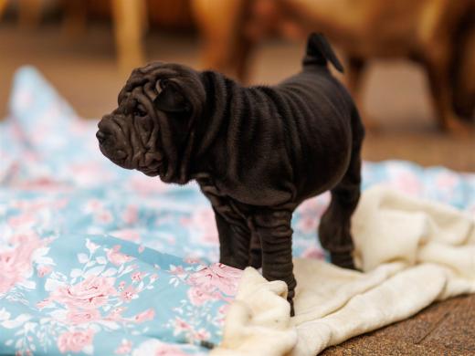 2025-08-03-20-36-30-EOS R6m2-6812