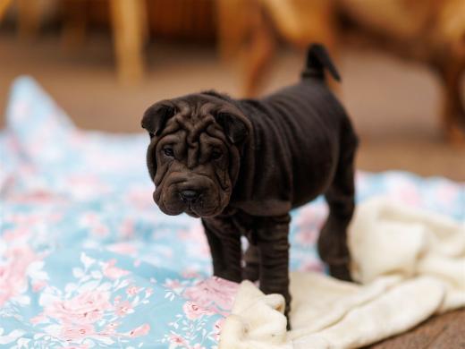 2025-08-03-20-36-31-EOS R6m2-6815