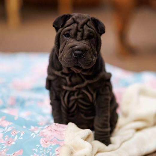 2025-08-03-20-36-33-EOS R6m2-6822