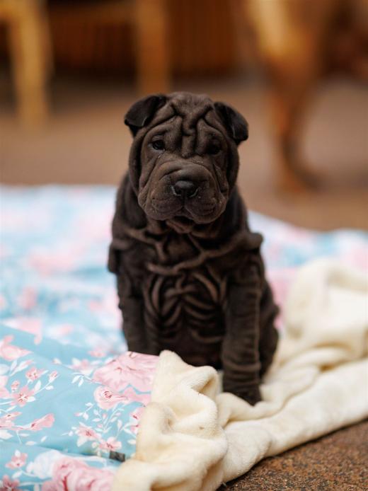 2025-08-03-20-36-33-EOS R6m2-6822