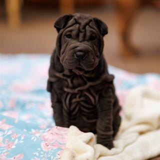 2025-08-03-20-36-33-EOS R6m2-6822