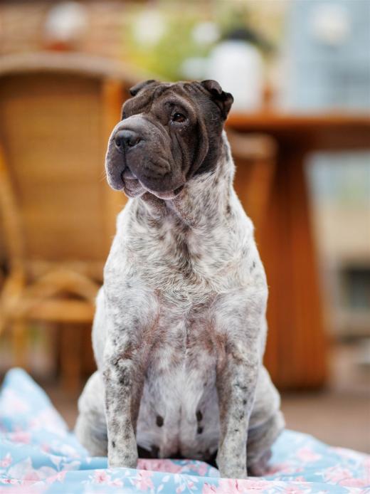 2025-08-03-20-37-27-EOS R6m2-6835