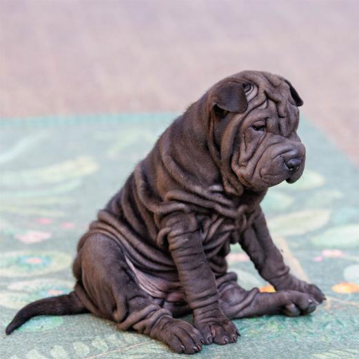 2025-08-08-19-03-19-EOS R6m2-1960