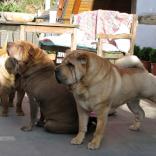 L'Odie, Wally und Pink Floyd