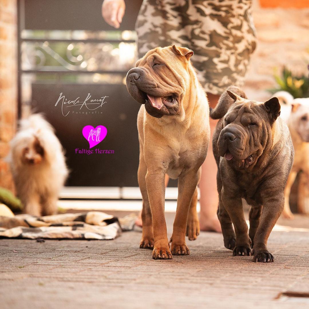 Nelly, Adrian-Monk, Pumpkin, Mathilda, Cooper und Easy