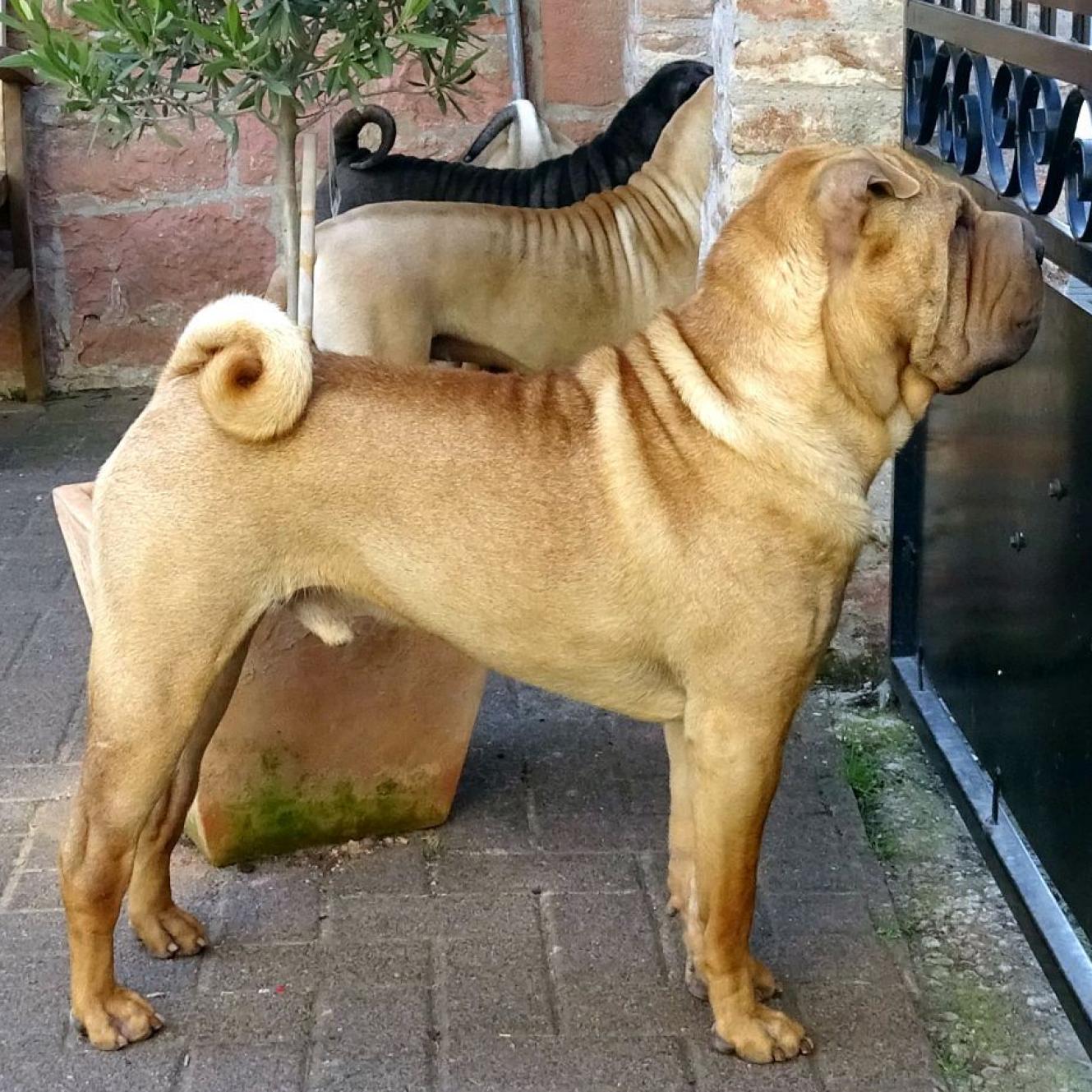 Monk, Ella und Cooper