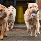 Monk, Holly und LeeLoo