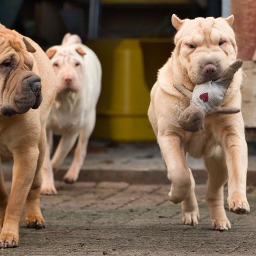 Monk, Holly und LeeLoo