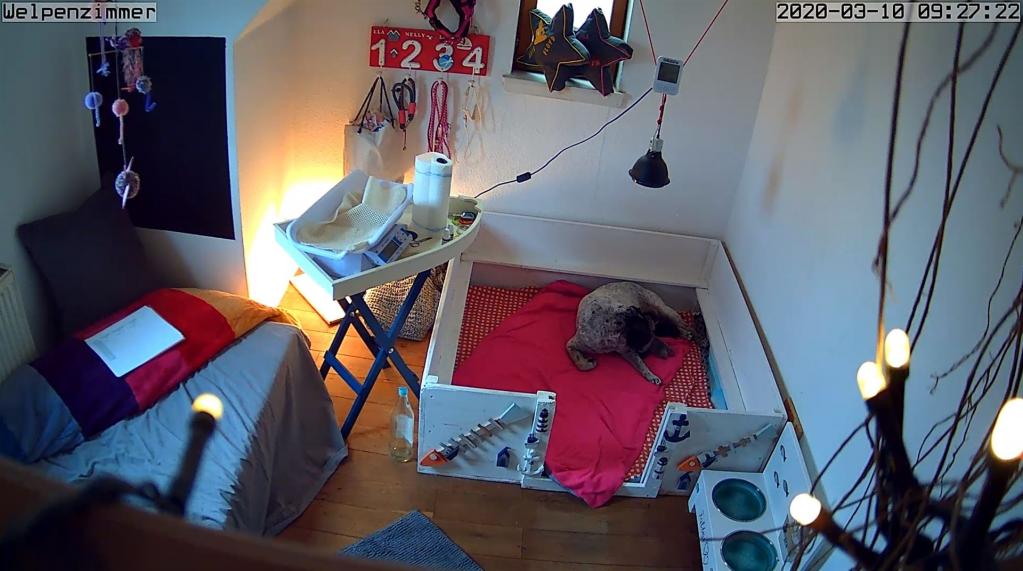 10.03.2020 - Welpenzimmer