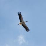 Wildlife