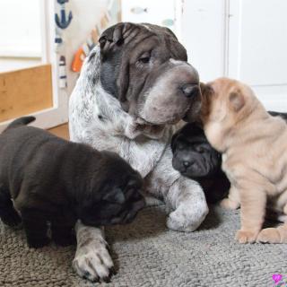 Maple und ihre C-Wurf Welpen