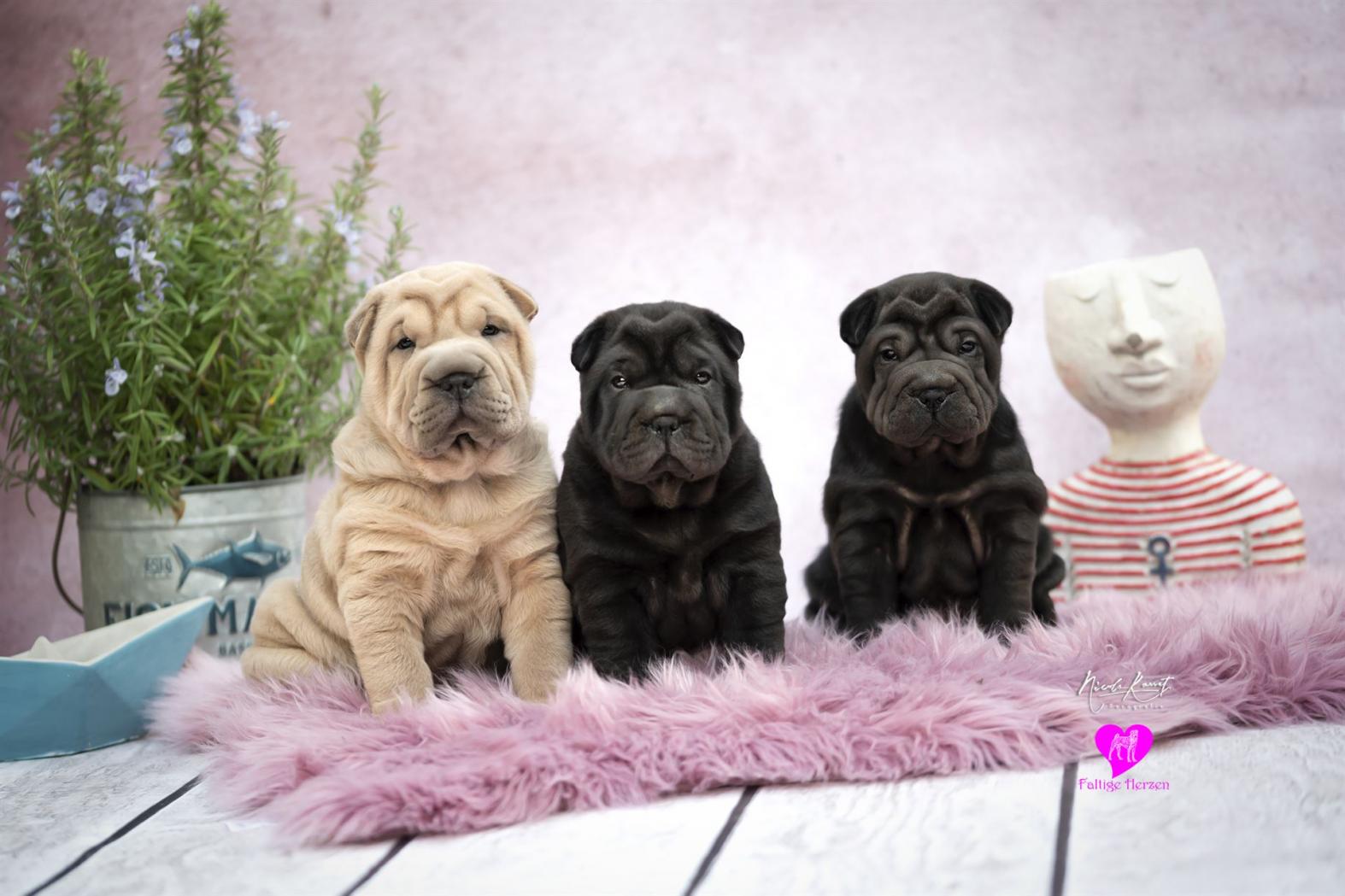 Dunville-Teddy, Dancing Queen-Lou und Dalmore-Ludo