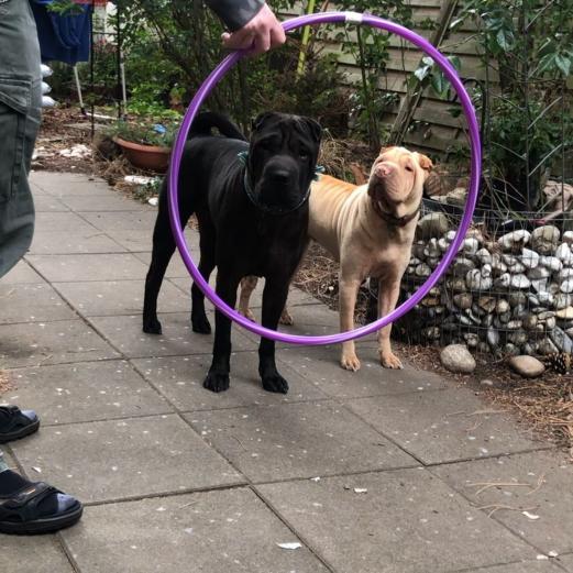 DMWYD Trickdog- Das ist jetzt nicht euer Ernst?