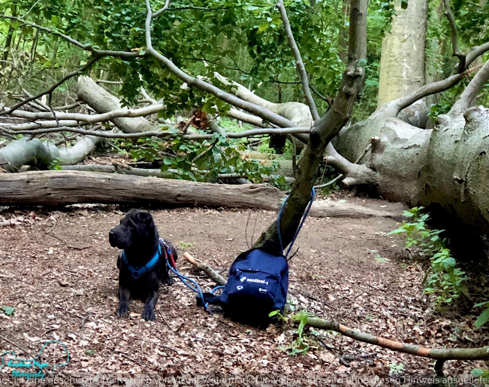 Mantrailing - hoffe es bringt mich keiner ins Tierheim