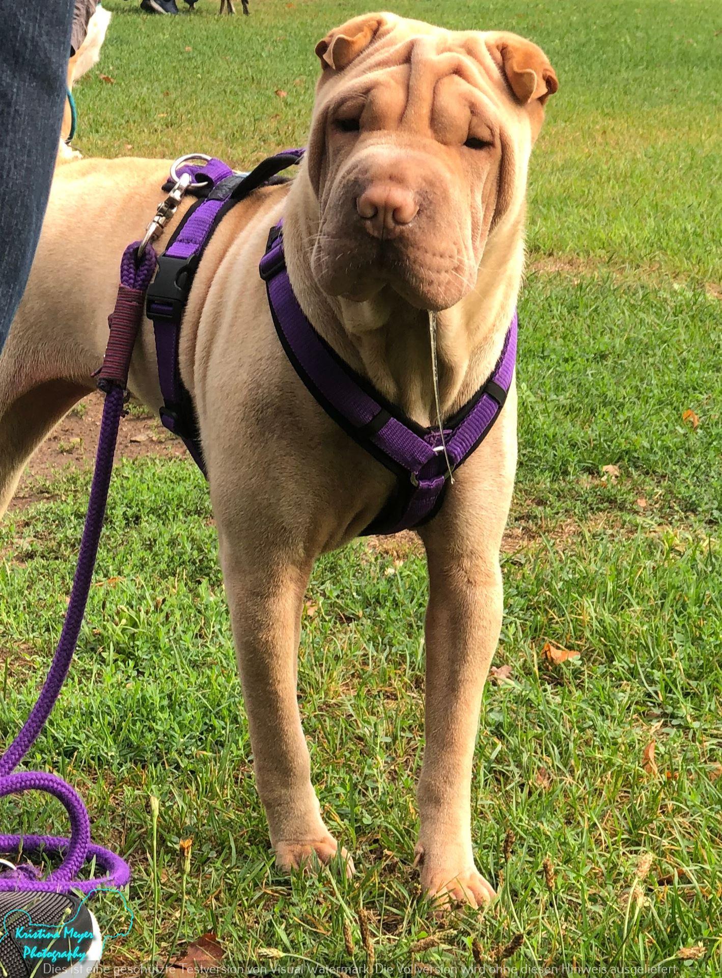 Rally - gleich gibts Leckerli