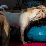 Mathilda, LeeLoo und Holly