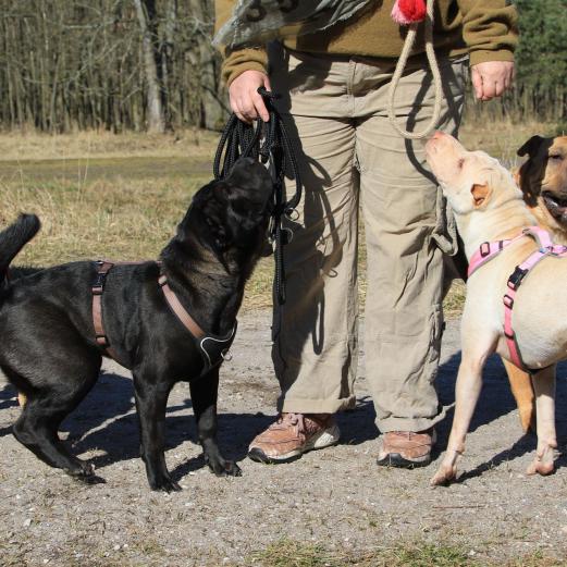 Caoimhe, Bran, Holly und Monk
