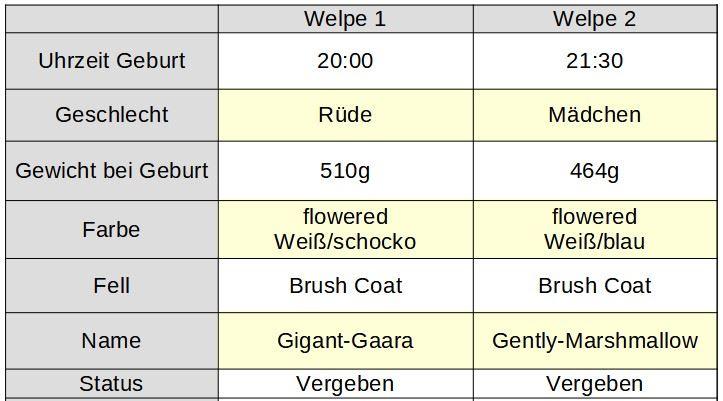 G-Wurf geboren am 26.08.2021