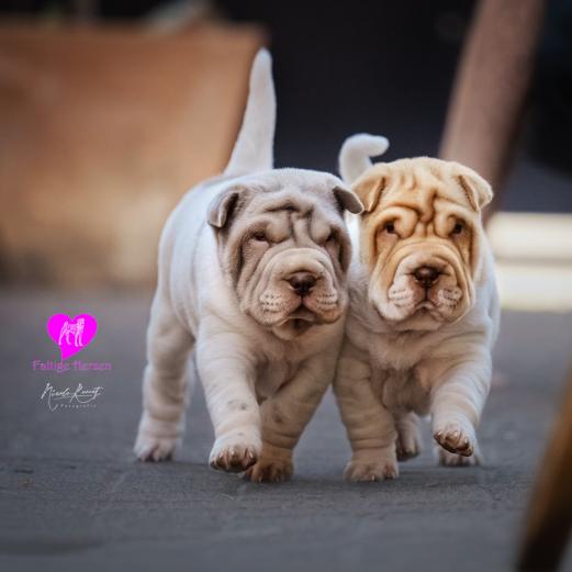 Marshmallow und Gaara