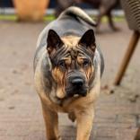 Neelix